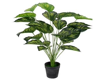 Künstliche Pflanze 70 cm - Calathea mit großen, schönen grünen Blättern